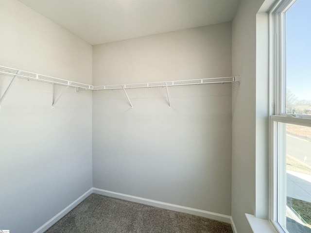 walk in closet with carpet floors