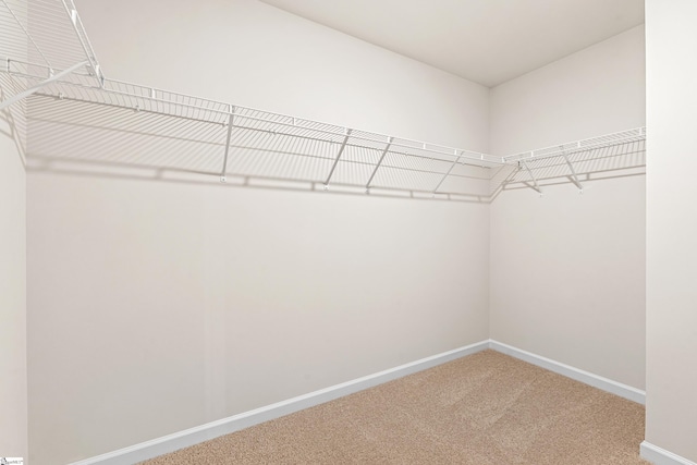 walk in closet featuring carpet flooring