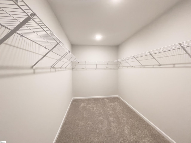 walk in closet featuring carpet floors