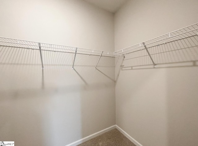 spacious closet featuring carpet floors