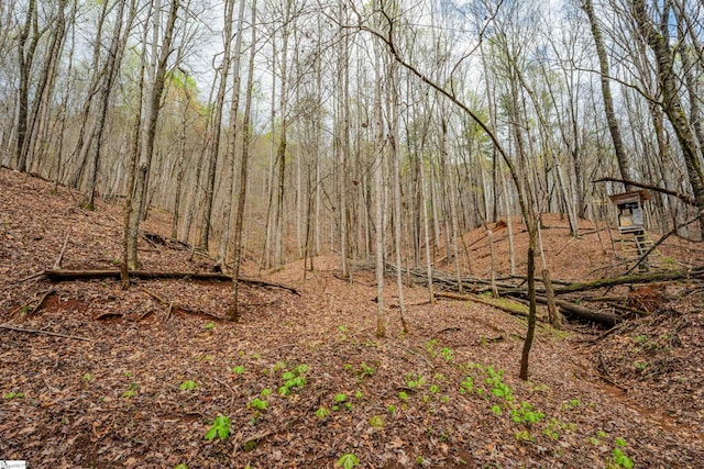 view of local wilderness