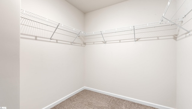 spacious closet featuring carpet flooring