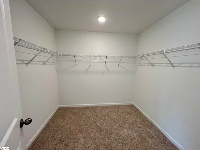 walk in closet featuring carpet