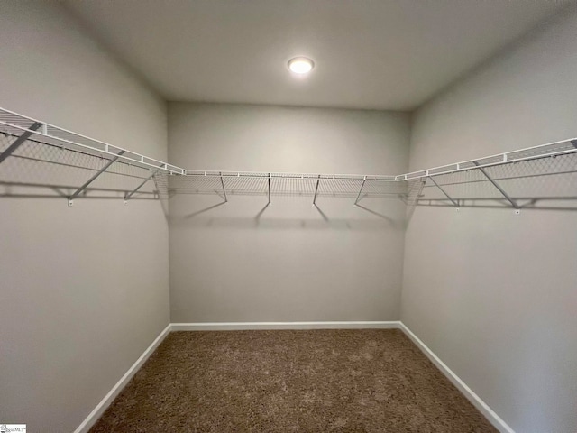 walk in closet with carpet floors