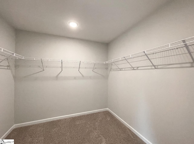 walk in closet with carpet