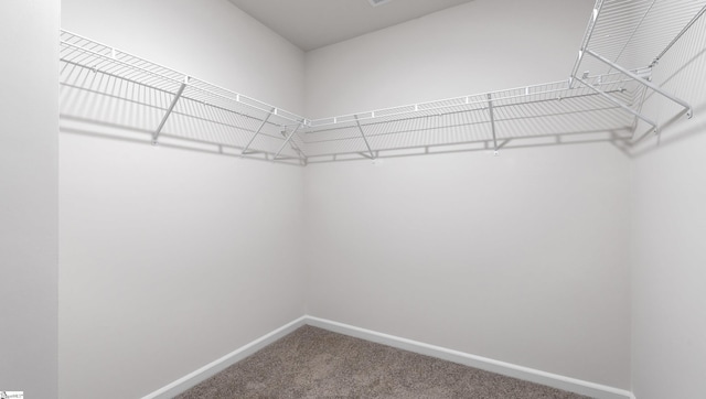 spacious closet featuring carpet flooring