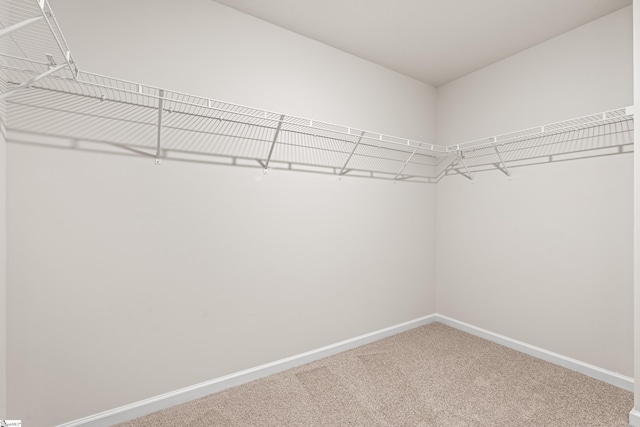 spacious closet featuring carpet