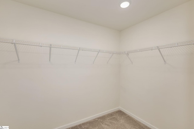 spacious closet featuring carpet flooring