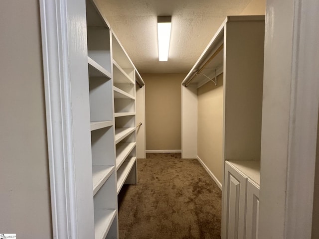 walk in closet with carpet flooring