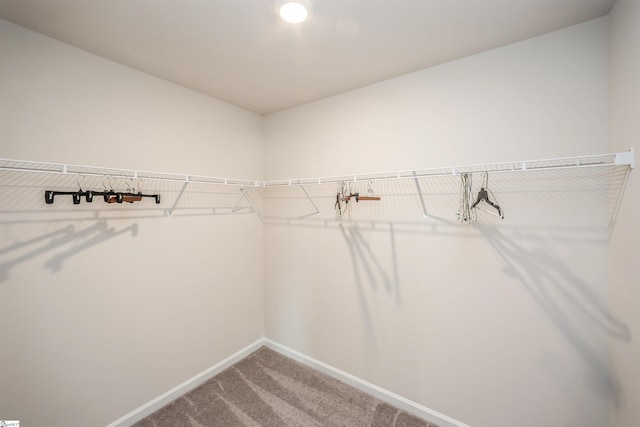 walk in closet featuring carpet floors