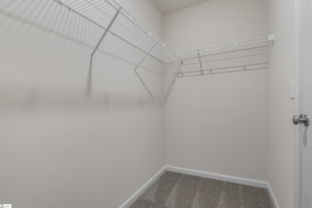 spacious closet with carpet flooring