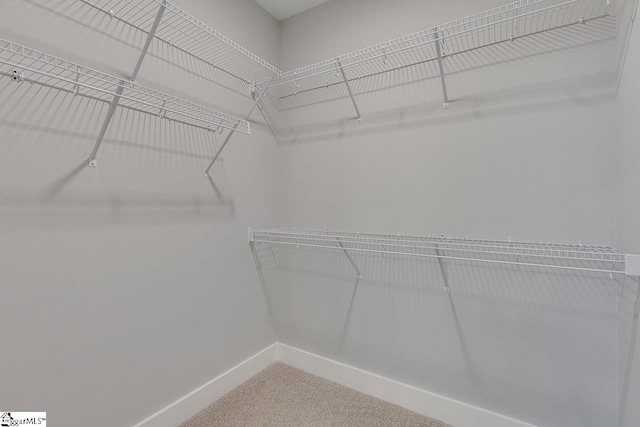 walk in closet with carpet floors