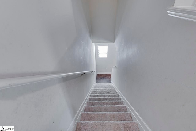 staircase featuring carpet floors