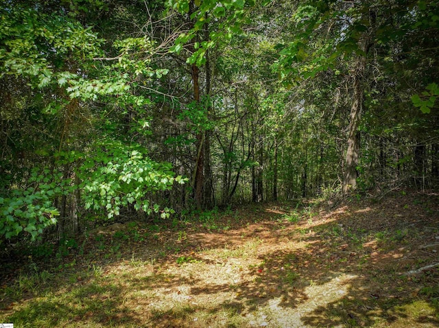 view of local wilderness