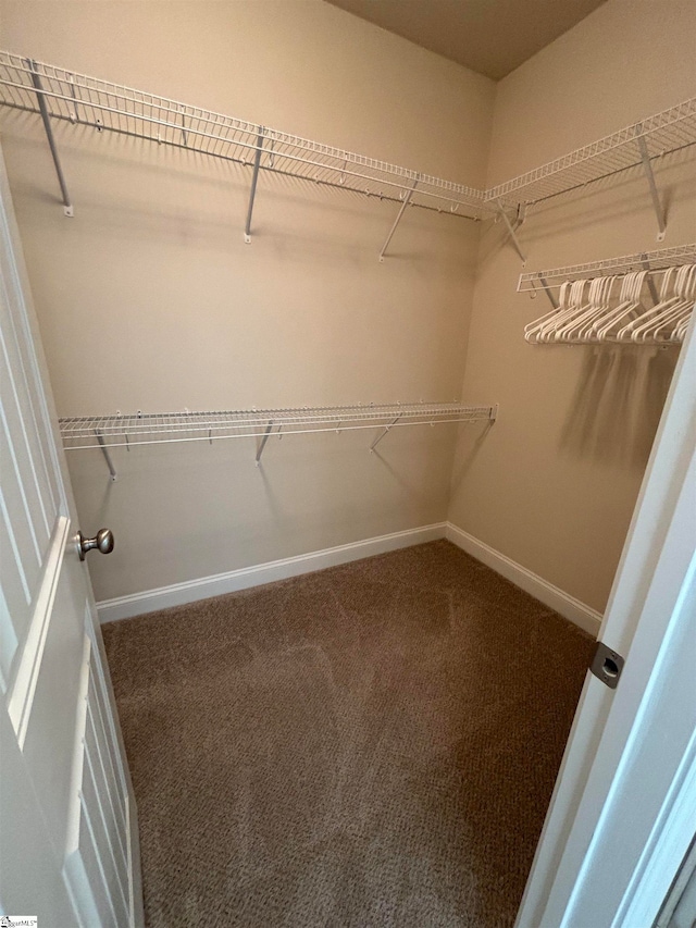 spacious closet featuring carpet flooring