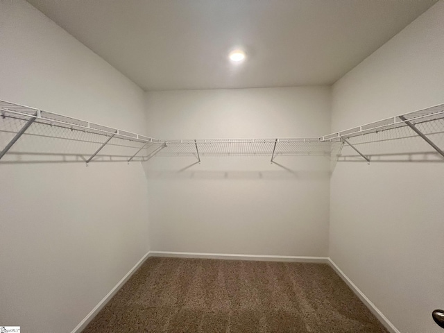 spacious closet featuring carpet