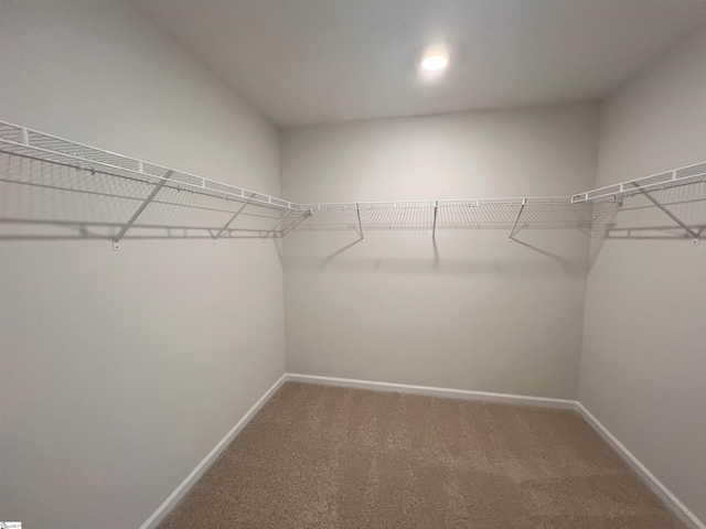 spacious closet featuring carpet flooring