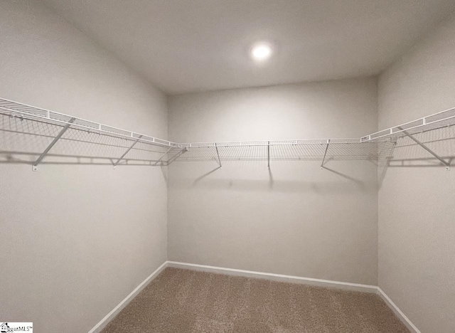 walk in closet featuring carpet floors