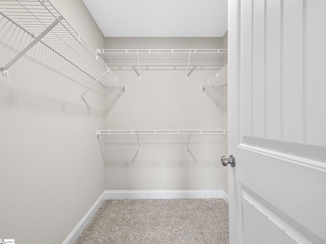 walk in closet featuring carpet floors