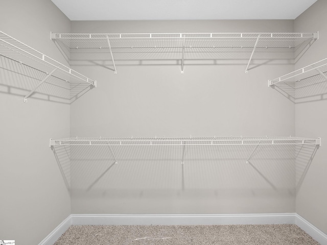 walk in closet with carpet flooring