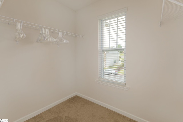 spacious closet featuring carpet