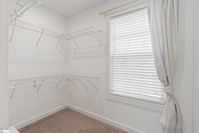 spacious closet featuring carpet floors