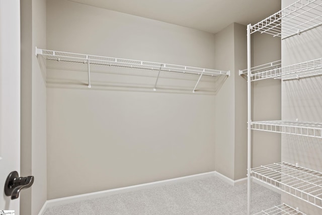 walk in closet featuring carpet flooring