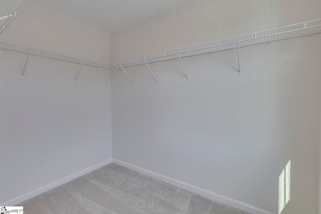 walk in closet featuring carpet floors