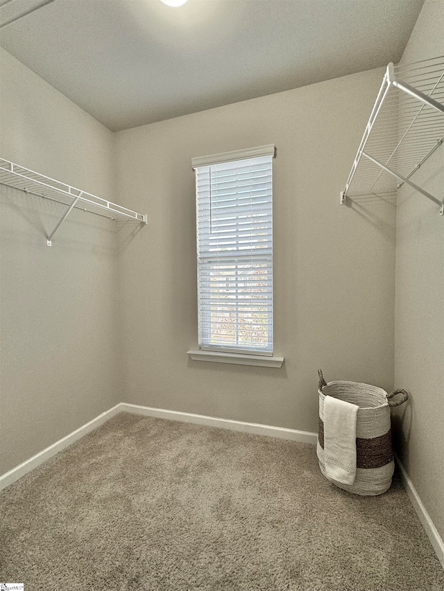 spacious closet with carpet flooring