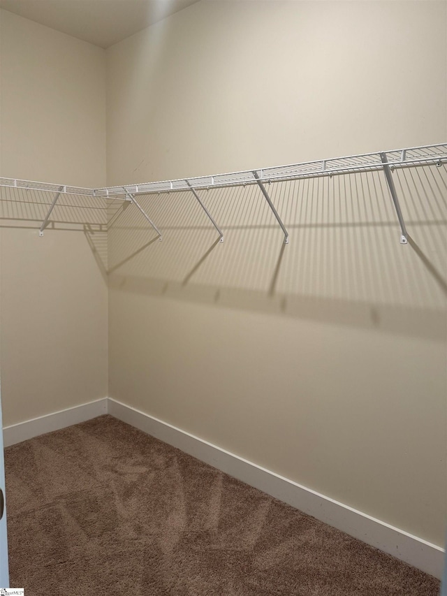 walk in closet featuring carpet flooring