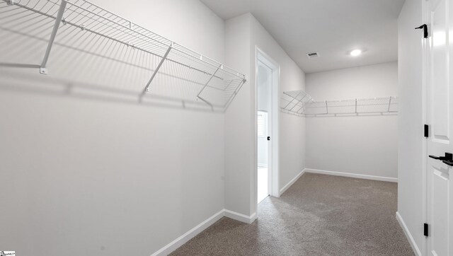 walk in closet with carpet flooring