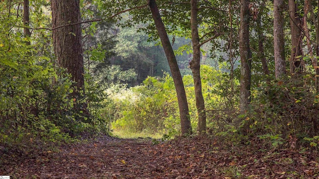 view of local wilderness