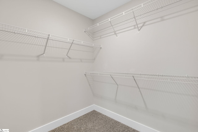 walk in closet with carpet floors