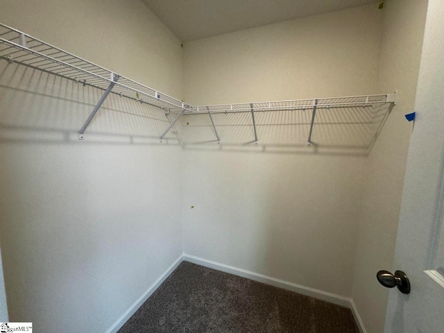 walk in closet with carpet flooring