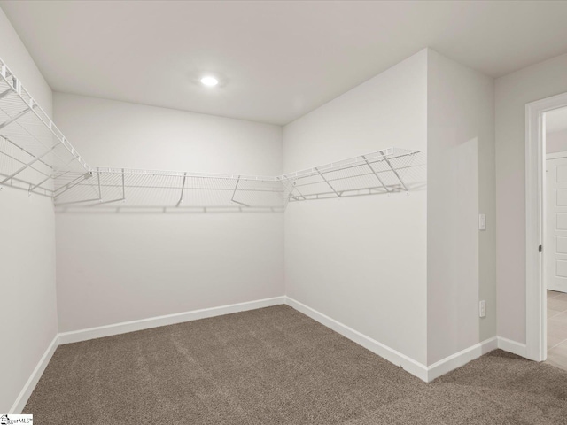 spacious closet featuring carpet floors