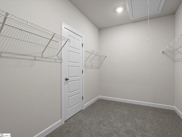 walk in closet with carpet