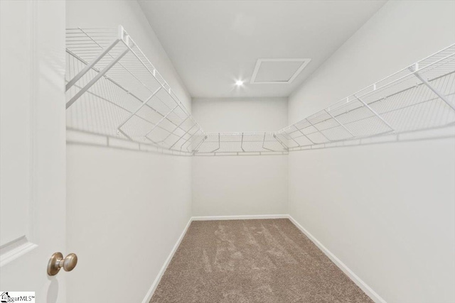 walk in closet with carpet flooring