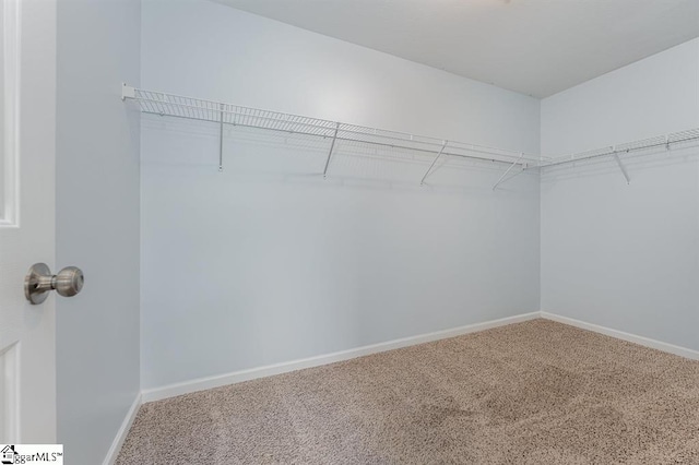 spacious closet featuring carpet flooring