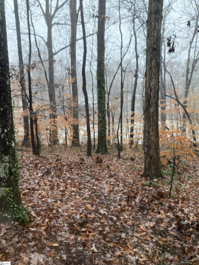 view of local wilderness