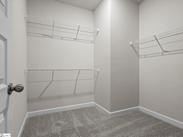 walk in closet featuring carpet floors