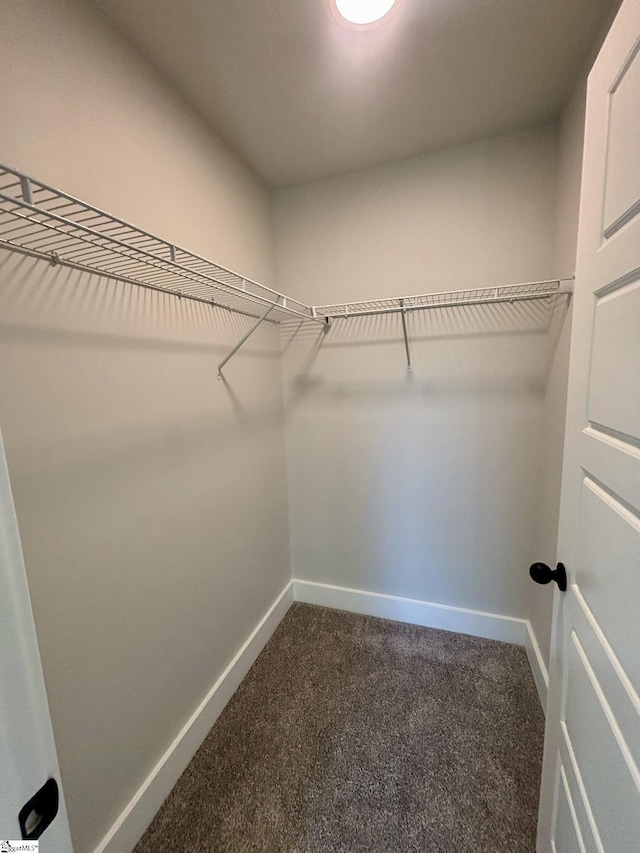 walk in closet featuring carpet flooring