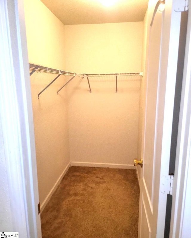 spacious closet with carpet flooring