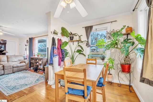 dining area with light wood-type flooring, ceiling fan, and crown molding