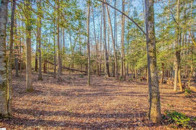 view of local wilderness