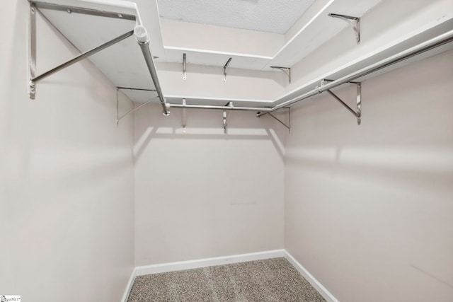 walk in closet with carpet floors