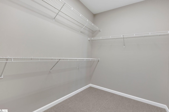 walk in closet featuring carpet flooring