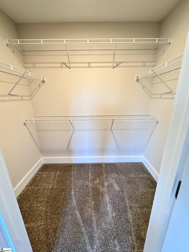 walk in closet featuring carpet flooring