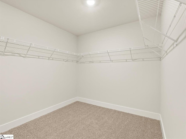 walk in closet featuring carpet flooring