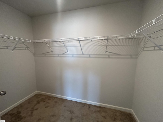 walk in closet featuring carpet