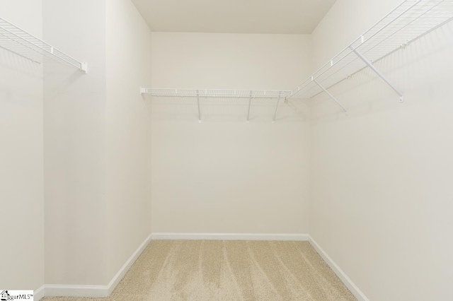 spacious closet featuring carpet